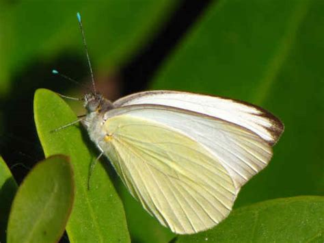 pictures of white butterflies|white butterfly identification pictures.